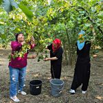 Kadınların imece usulü fındık mesaisi başladı