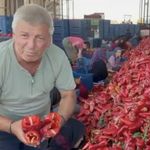 Kapya biberde fabrikaların fiyat düşürmek için ürün alımını geciktirdiği iddiası
