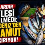 Yıllardır böylesi görülmedi: Karadeniz'den palamut fışkırıyor