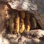 Elazığ'da kaya oyuğunda doğal bal