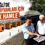 Kdz. Ereğli'de sokak hayvanları için büyük hamle