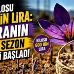 Kilosu 600 bin lira: Safranın yeni sezon dikimi başladı