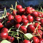 Stokların azlığı ve yüksek aroma tercihi Sultandağı vişnesini değerli yaptı
