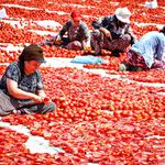 "Kırmızı Altın" mesaisi