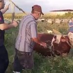 Kuyuya düşen ineği itfaiye kurtardı, sahibi ekiplere sarılıp gözyaşı döktü