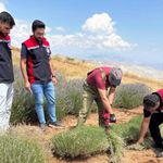 Kemah’ta mor bereket: Lavanta hasadı başladı