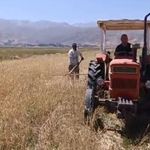 Sıcak havaya rağmen çiftçilerin hasat mesaisi başladı