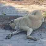 Denizli'de sokak hayvanlarının zehirlenerek öldürüldüğü iddiası