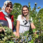 Yaban mersini üretimi yaygınlaşıyor
