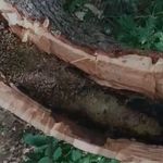 Bingöl’de ağaç kovuğundan kilo kilo bal çıktı