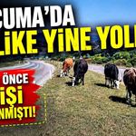 Çaycumada Tehlike Yine Yolda! 17 Gün Önce 6 Kişi Yaralanmıştı!