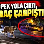 Köpeklere çarpmamak isterken kaza yaptılar; 5 araç çarpıştı