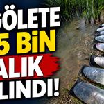 Karabük’te göletlere balık bereketi: 105 bin yavru salındı