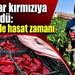 Tarlalar kırmızıya büründü: Salihli’de hasat zamanı