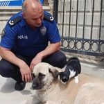 Köpeği annesi sanan kedi şaşırtıyor