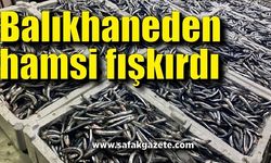 Balıkhaneden hamsi fışkırdı