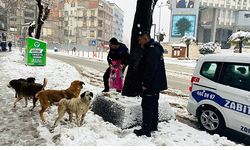 Belediye sokak hayvanlarına yiyecek veriyor