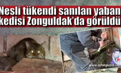 Nesli tükendi sanılan yaban kedisi Zonguldak’da görüldü