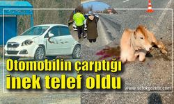 Otomobilin çarptığı inek telef oldu