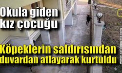 Kız çocuğu köpeklerin saldırısından duvardan atlayarak kurtuldu