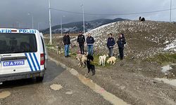 Çaycuma Emniyet müdürlüğü sokak hayvanlarına mama dağıttı