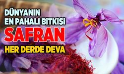 Dünyanın en pahalı bitkisi ‘Safran’ her derde deva