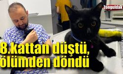 1,5 yaşındaki kedi 8.kattan düştü, ölümden döndü