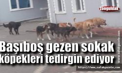 Başıboş gezen sokak köpekleri tedirgin ediyor
