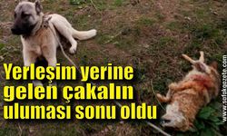 Yerleşim yerine gelen çakalın uluması sonu oldu