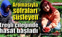 Aromasıyla sofraları süsleyen Zonguldak Ereğli çileğinde hasat başladı