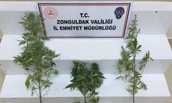 Kilimli’de 65 adet kenevir bitkisi ele geçirildi