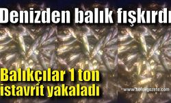 Denizden balık fışkırdı