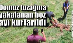 Domuz tuzağına yakalanan boz ayı kurtarıldı