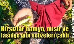 Hırsızlar bamya, mısır ve fasulye gibi sebzeleri çaldılar