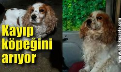 Kaybolan köpeğini arıyor