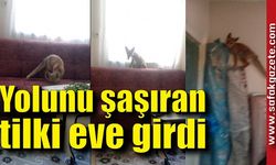 Yolunu şaşıran tilki eve girdi