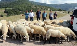 6 aile koyun projesi ile yeniden köyüne döndü