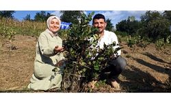 Aronya meyvesinin hasadı gerçekleştirildi