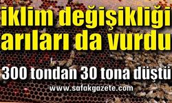 Zonguldak’ta bal üretimi 300 tondan 30 tona düştü