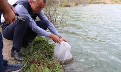 20 bin yavru sazan balık gölle buluştu