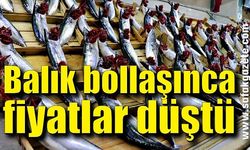 Zonguldak'ta palamut bolluğu