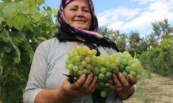 Çavuş Üzümünün hasadı başladı