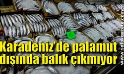 Karadeniz’de palamut dışında balık çıkmıyor