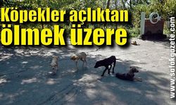 Ormanlık alana bırakılan köpekler açlıktan ölmek üzere