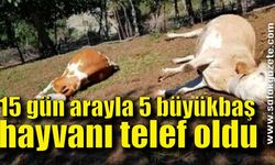 15 gün arayla 5 büyükbaş hayvanı telef oldu