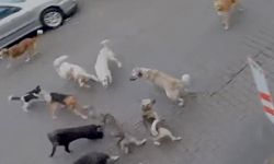 Çaycuma'da sokak köpeklerinin saldırıları vatandaşları çileden çıkarıyor