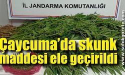 Çaycuma’da skunk maddesi ele geçirildi