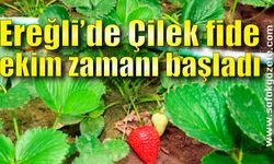 Kdz. Ereğli’de Çilek fide ekim zamanı başladı