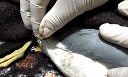 Martının balık zannettiği olta kancası boğazına takılınca ameliyatla kurtarıldı
