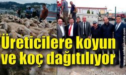 Üreticilere koyun ve koç dağıtılıyor